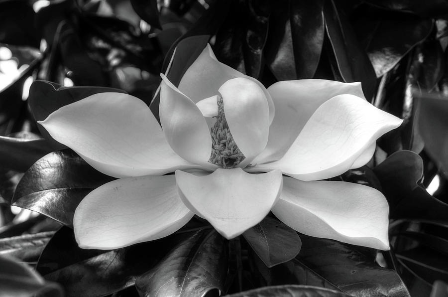 Magnolia bloom b/w Photograph by Ronda Ryan