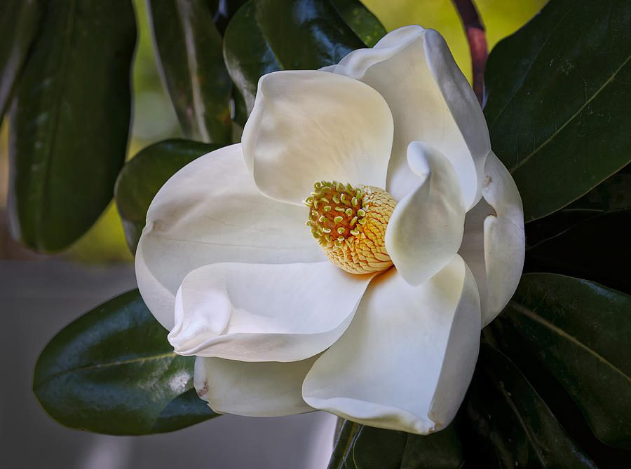 Magnolia Bloom Photograph by Bill Chambers