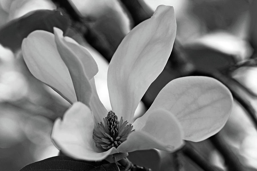 Magnolia Bloom Black And White Photograph by Debbie Oppermann