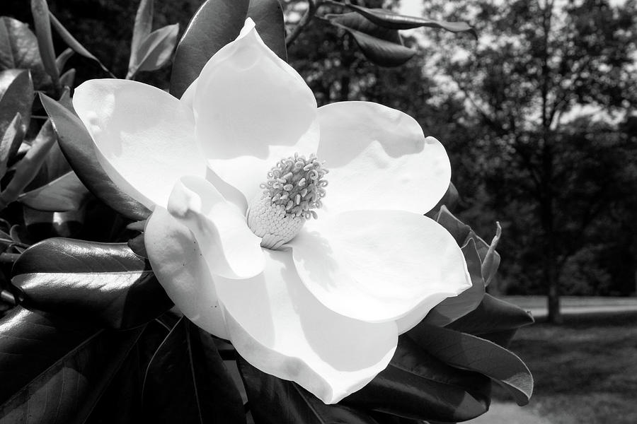 Magnolia Bloom- by Linda Woods Photograph by Linda Woods