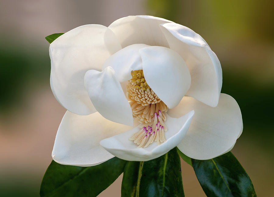 Magnolia bloom Photograph by Carolyn DAlessandro