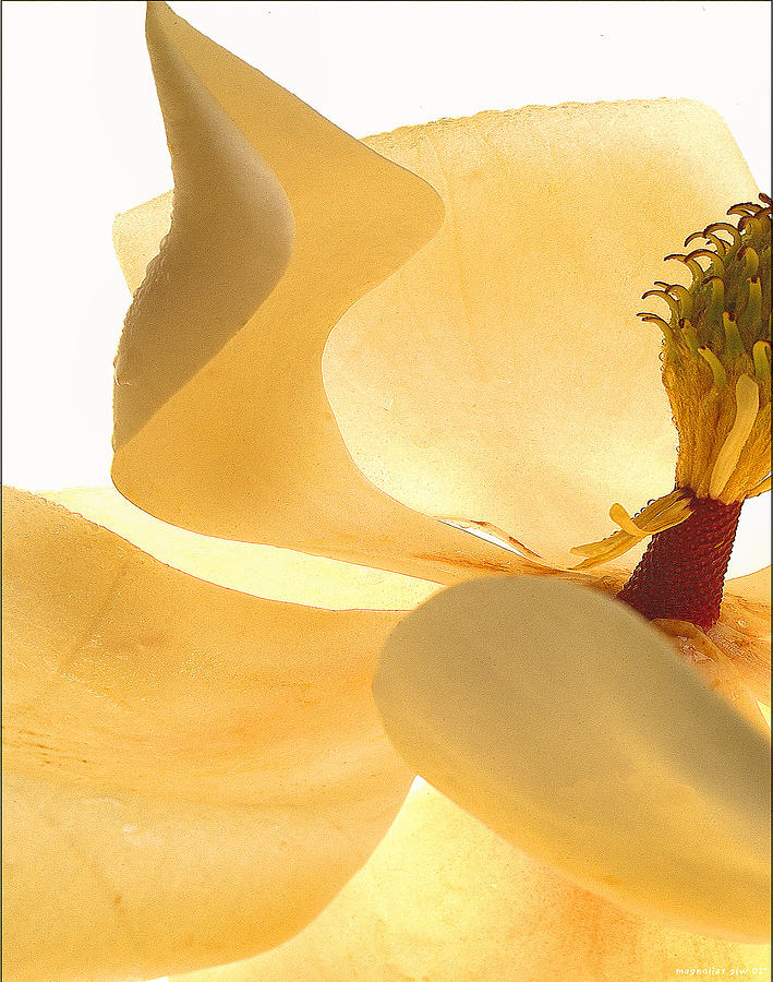 Magnolia Bloom Detail Photograph by Gary Warnimont