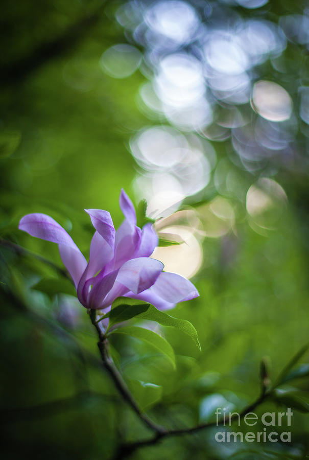 Magnolia Bloom Effervescence Photograph by Mike Reid