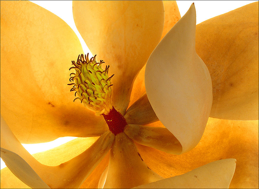 Magnolia Bloom Photograph by Gary Warnimont