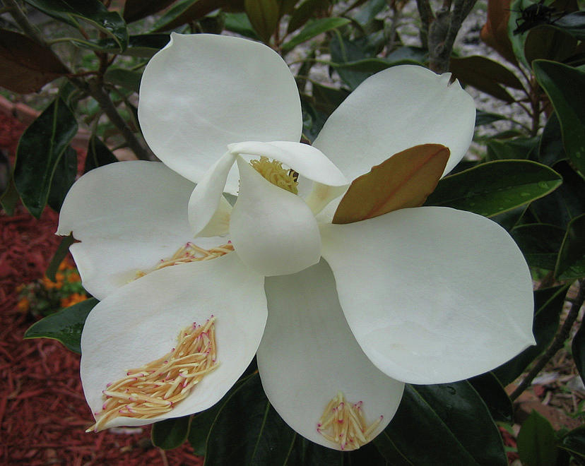 Magnolia Movie Photograph - Magnolia Bloom by Hannah Lasky