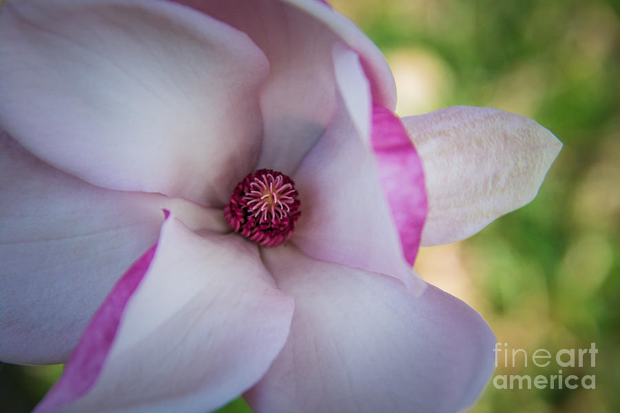 Magnolia Bloom III Photograph by Pamela Williams