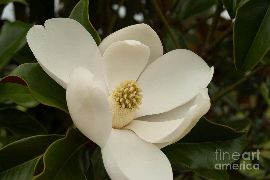 Southern Magnolia Bloom Photograph by Pamela Williams