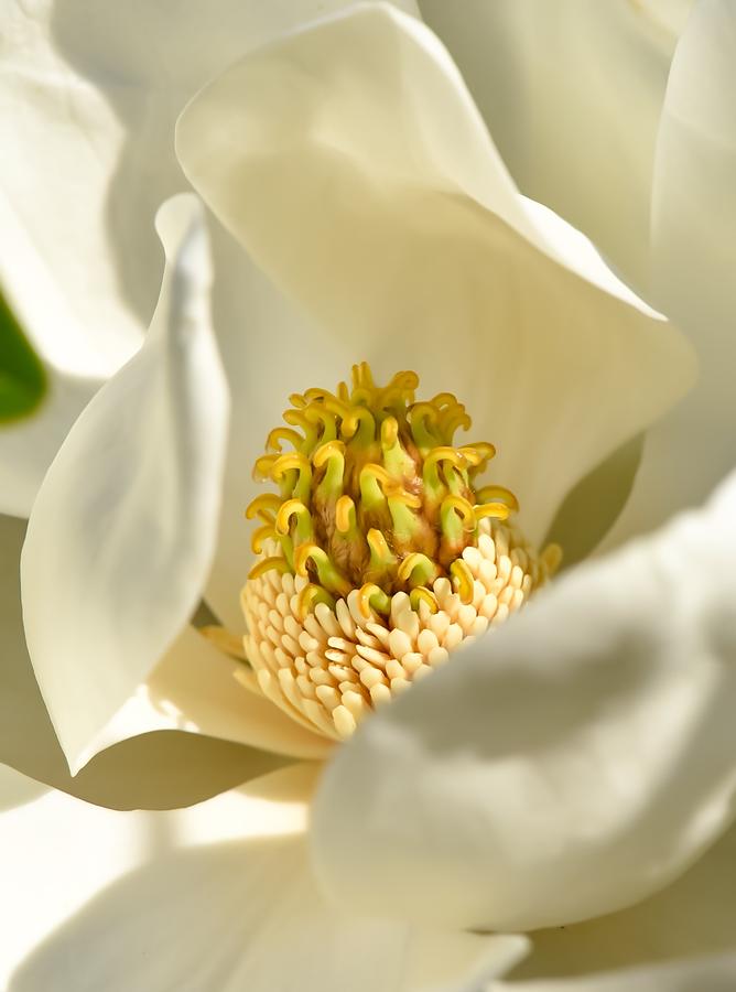 Magnolia Movie Photograph - Magnolia Bloom by Janal Koenig