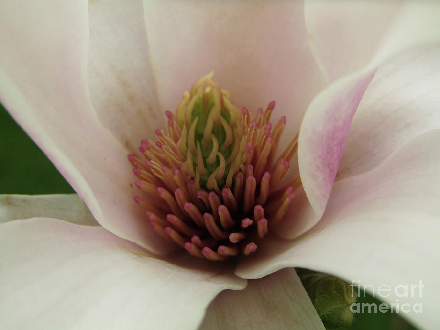 Magnolia Bloom Photograph by Kim Tran