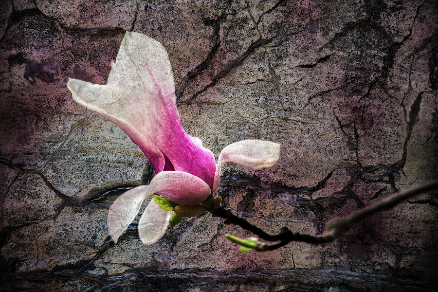 Magnolia Bloom Photograph by Michael Arend