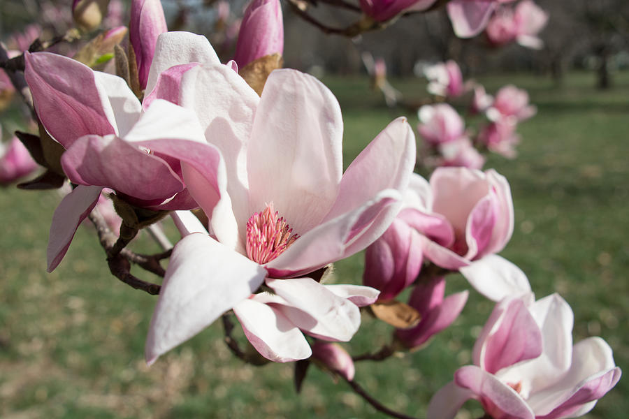 Magnolia Bloom Photograph by Pamela Williams