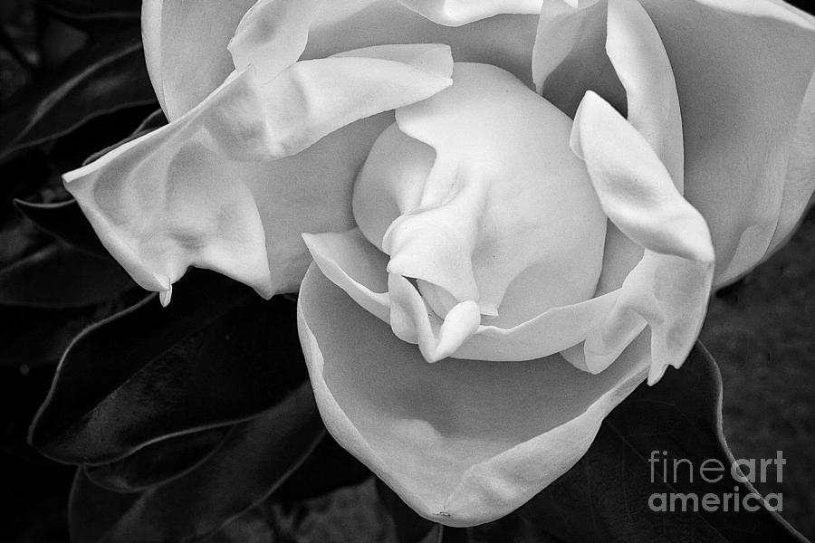 Magnolia bloom Photograph by Patti Schulze