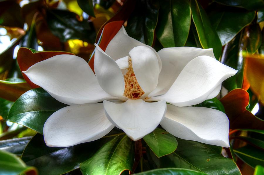 Magnolia bloom Photograph by Ronda Ryan
