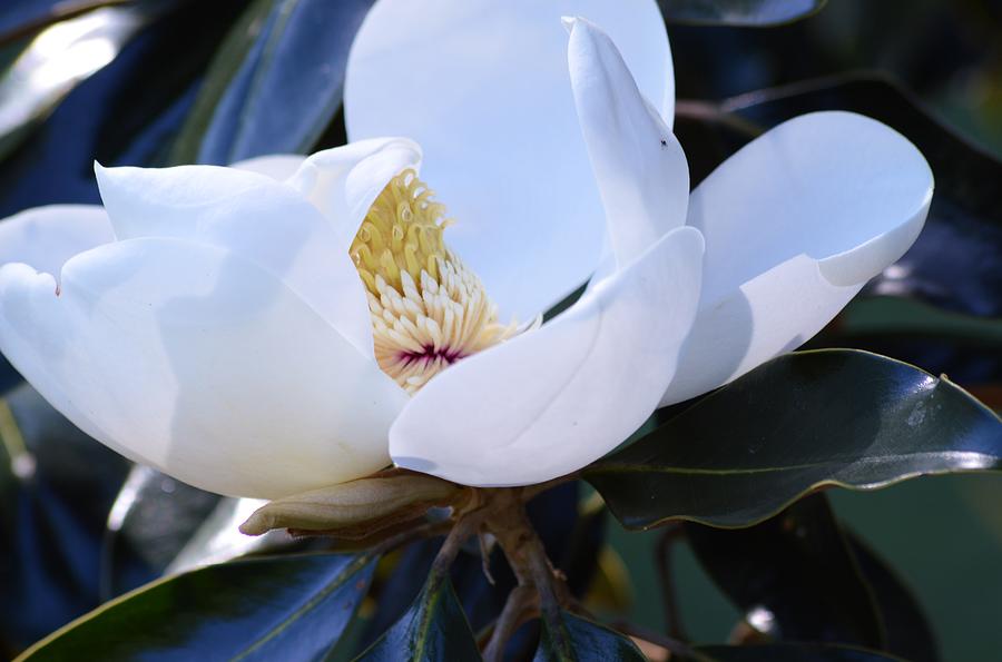 Magnolia Bloom Shadows  Photograph by Warren Thompson