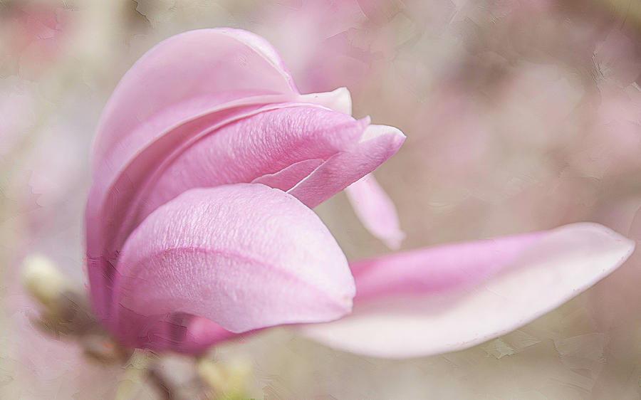 Magnolia Bloom Springtime Photograph by Julie Palencia