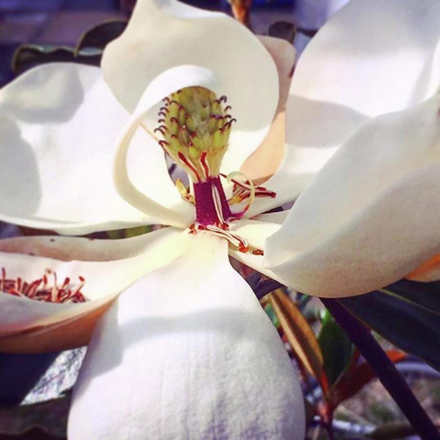 Magnolia Movie Photograph - #magnolia #bloomingtrees #naturesbeauty by Joan McCool