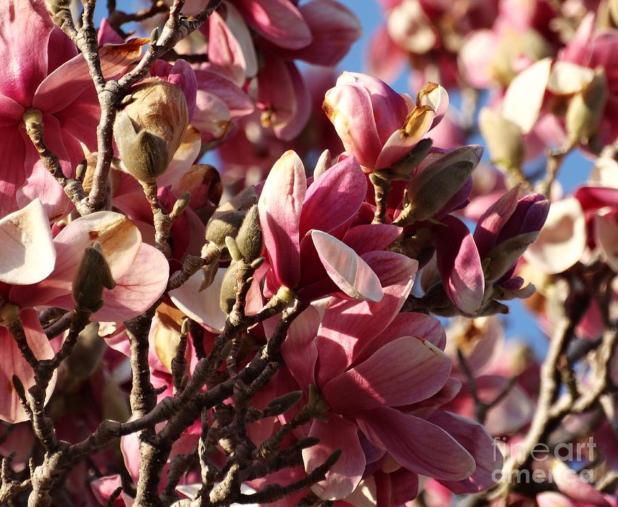 Magnolia Blooms Photograph by J L Zarek