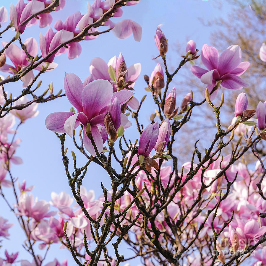 Magnolia blooms Photograph by Marina Usmanskaya