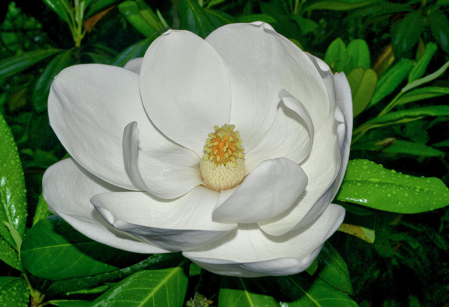 Magnolia Blossom 020 Photograph by George Bostian