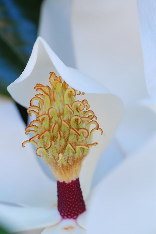 Magnolia Blossom 1 Photograph by Amy Fose