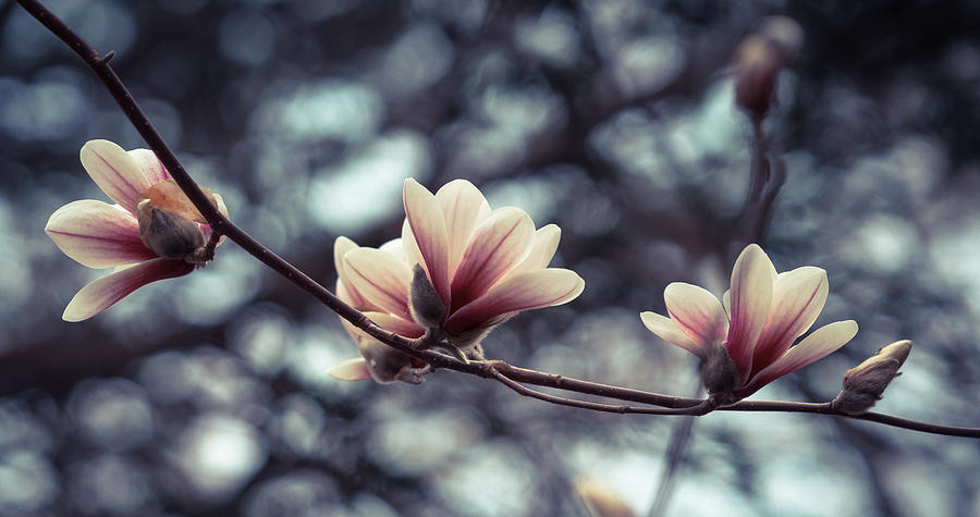 Magnolia Blossom 2 Photograph by Lilia S