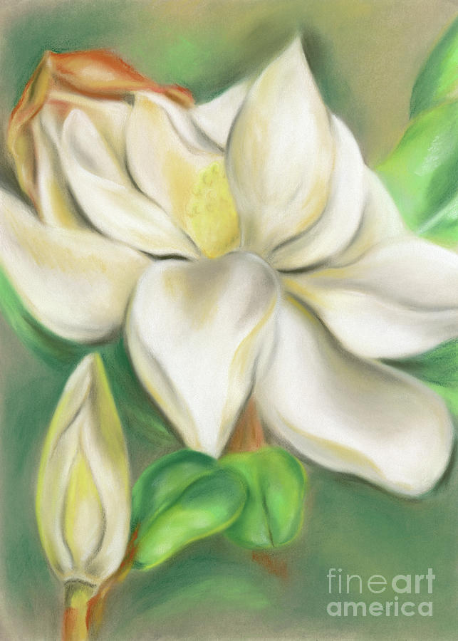 Magnolia Blossom and Bud Pastel by MM Anderson