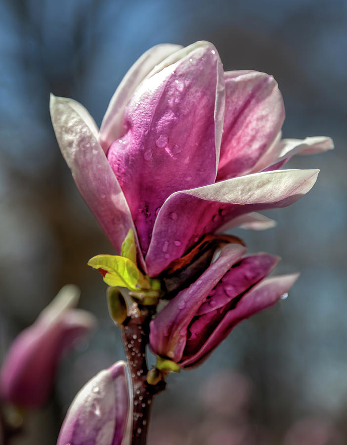 Magnolia Blossom and Raindrops Photograph by Robert Ullmann