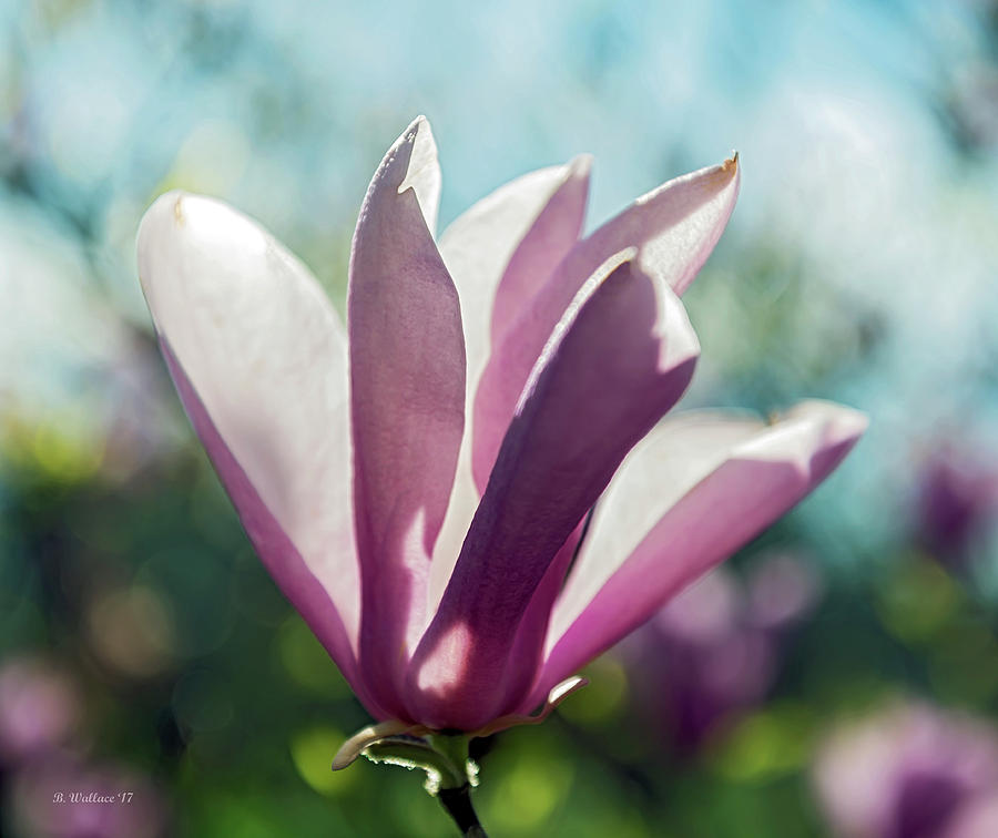 Magnolia Blossom Photograph by Brian Wallace