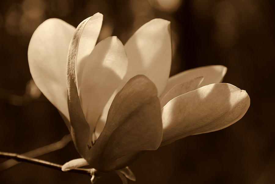 Magnolia Blossom BW Photograph by Susanne Van Hulst
