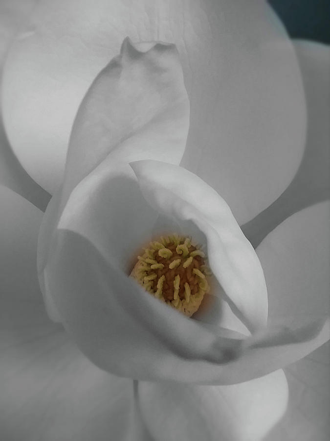 Magnolia Blossom Photograph by CG Abrams