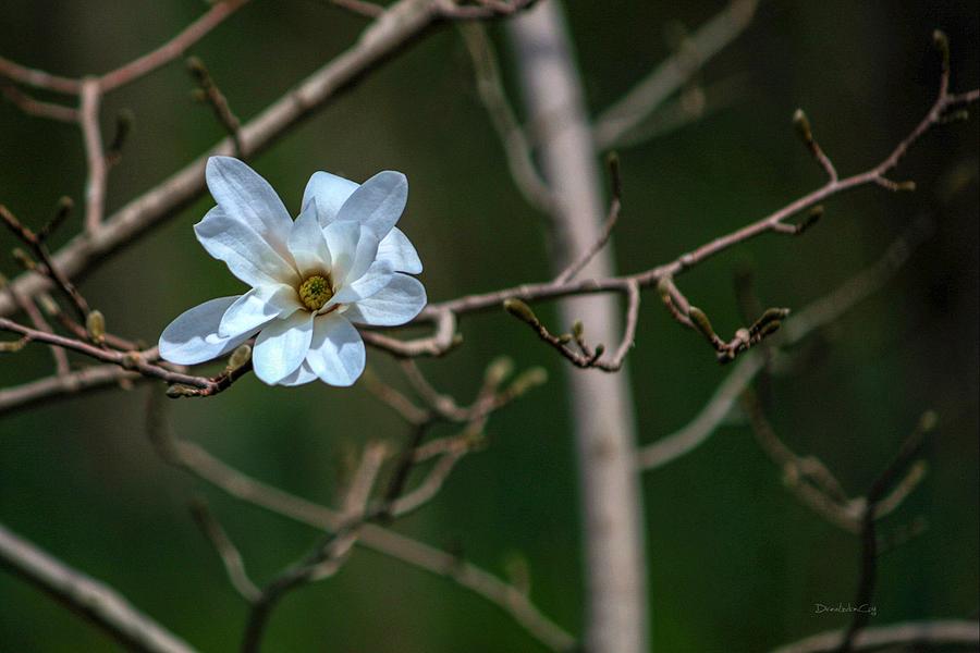 Magnolia Blossom Photograph by Diane Lindon Coy