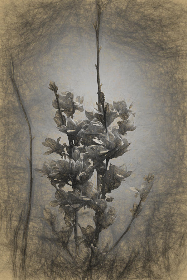 Apple Photograph - Magnolia blossom in the sky by Adrian Bud Apple Photograph - Magnolia blossom in the sky by Adrian Bud