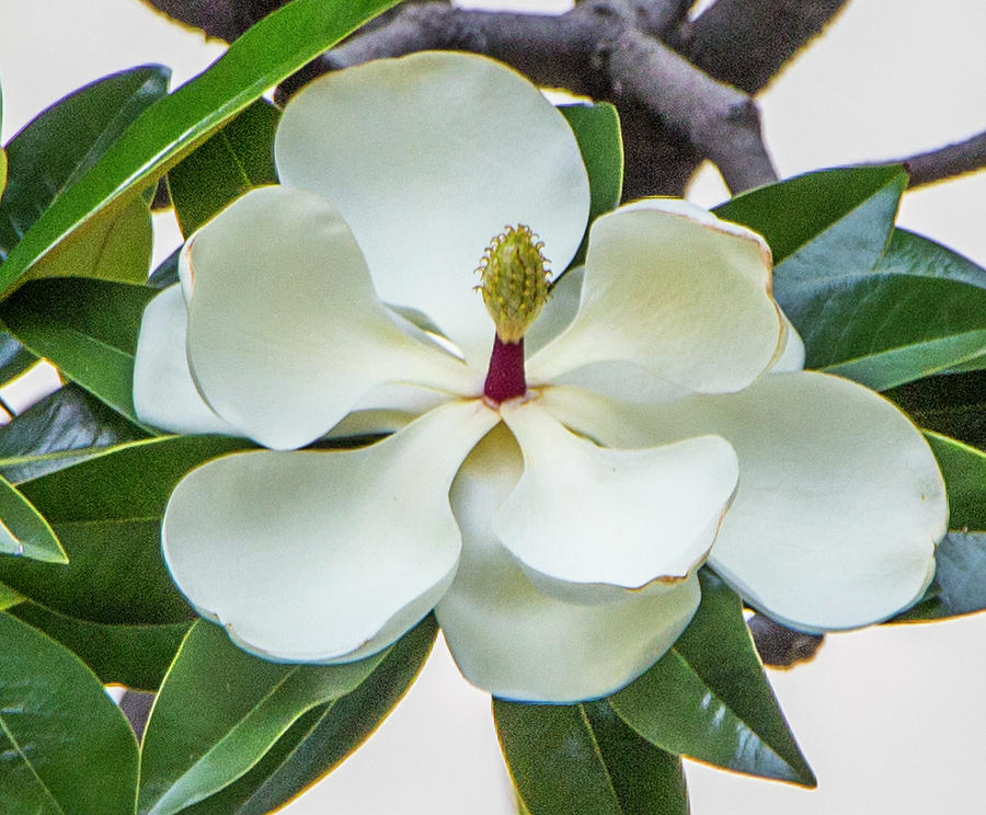 Magnolia Blossom in Uruguay Photograph by Venetia Featherstone-Witty