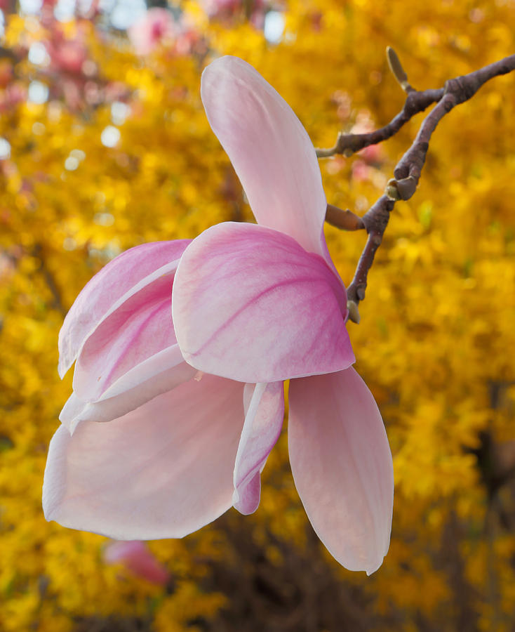 Magnolia Blossom Photograph by Jack Nevitt