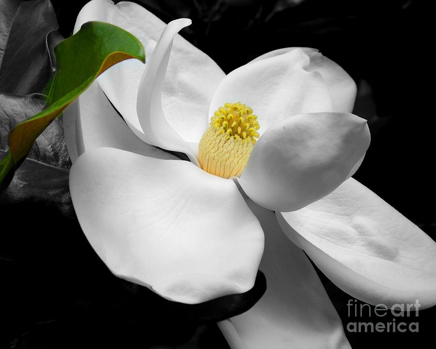 Magnolia Blossom Photograph by Jai Johnson
