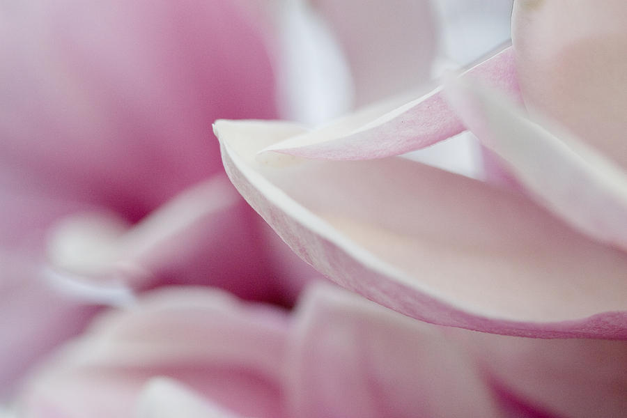 Magnolia Blossom Photograph by Jane Melgaard