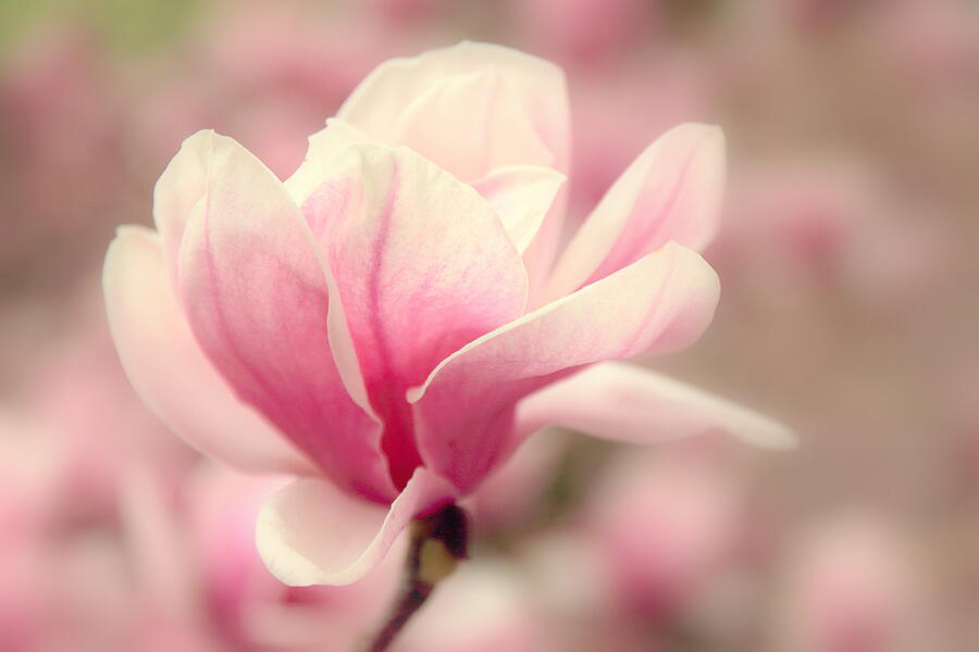 Magnolia Blossom Photograph by Jessica Jenney