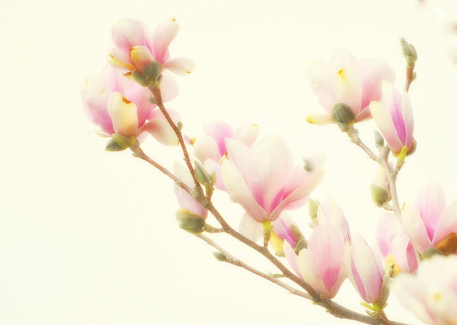 Magnolia Blossom Photograph by Joan Han