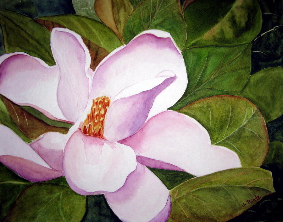 Magnolia Blossom Painting by Julia RIETZ - Pixels