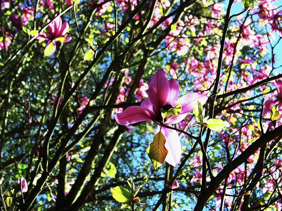 Magnolia Blossom Photograph by Julie Rauscher