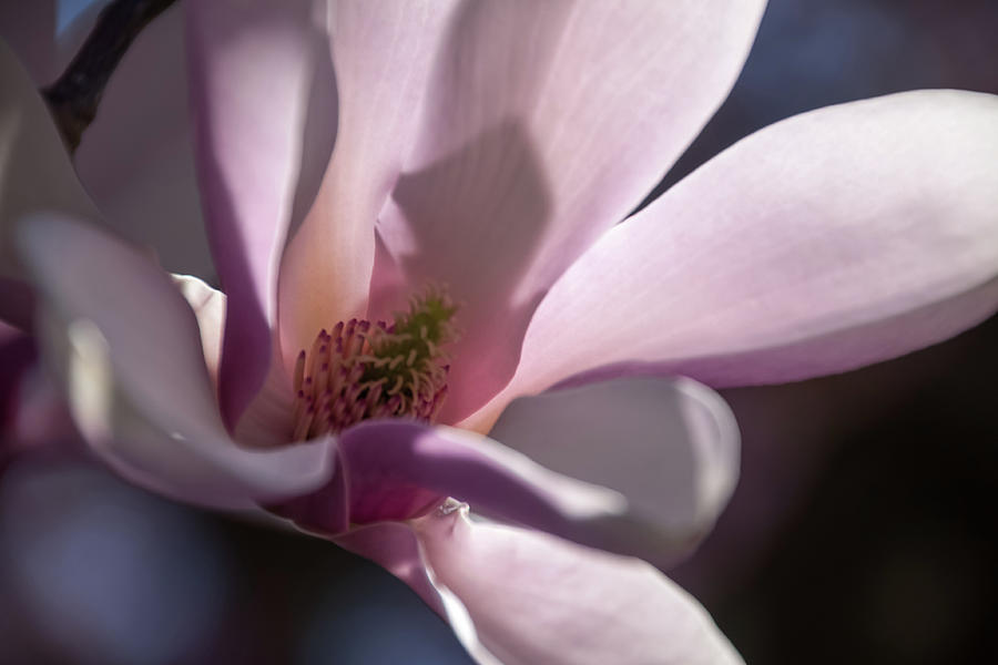 Magnolia Blossom - Photograph by Julie Weber
