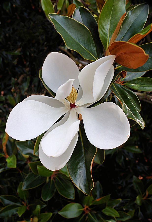 Magnolia Blossom Photograph by Kristin Elmquist