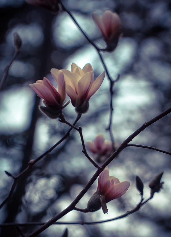 Magnolia Blossom Photograph by Lilia S