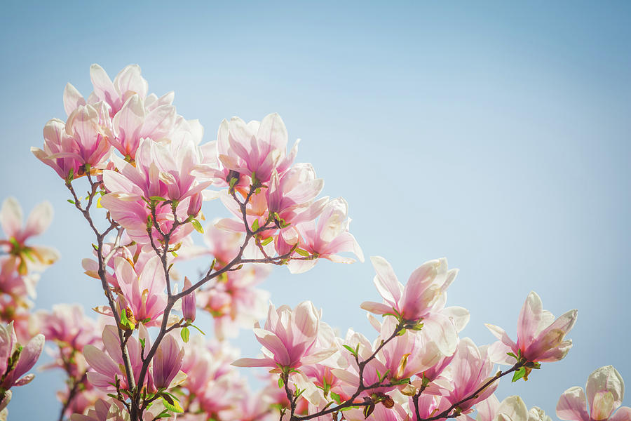 Magnolia blossom Photograph by Natalia Macheda - Fine Art America