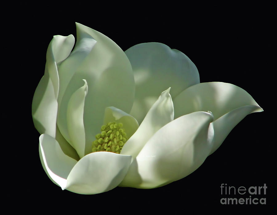 Magnolia Blossom On Black Photograph by D Hackett