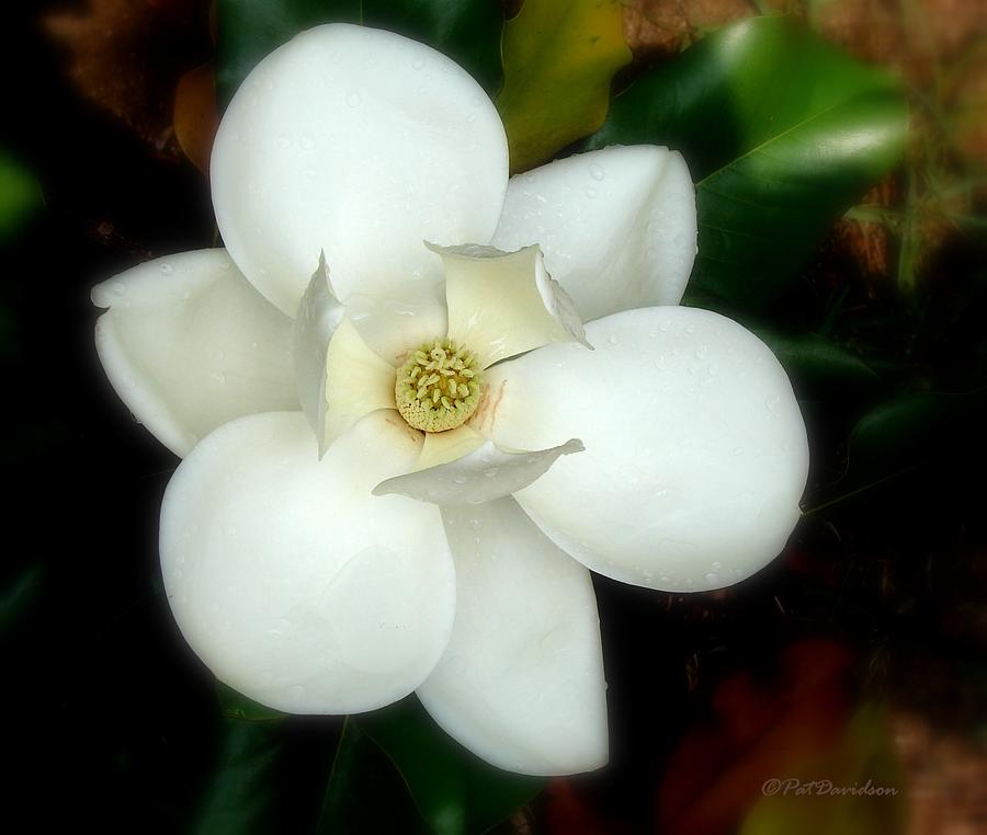 Magnolia Blossom Photograph by Pat Davidson