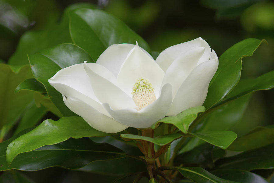 Magnolia Blossom Photograph