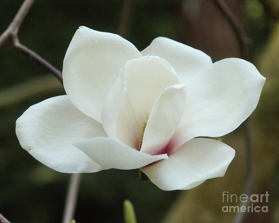 Magnolia Blossom Photograph by Rudi Prott
