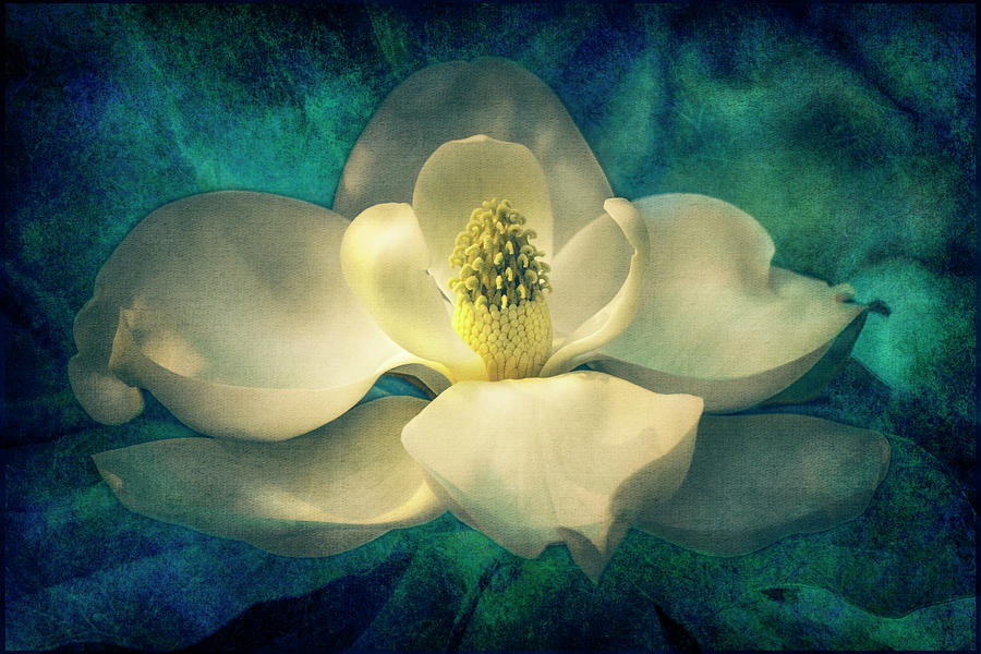 Magnolia Blossom Digital Art