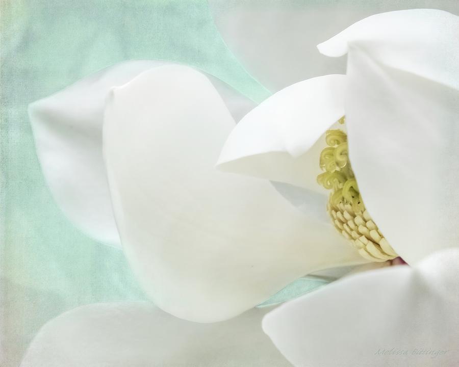 Magnolia Movie Photograph - Magnolia Blossom, Soft Dreamy Romantic White Aqua Floral by Melissa Bittinger